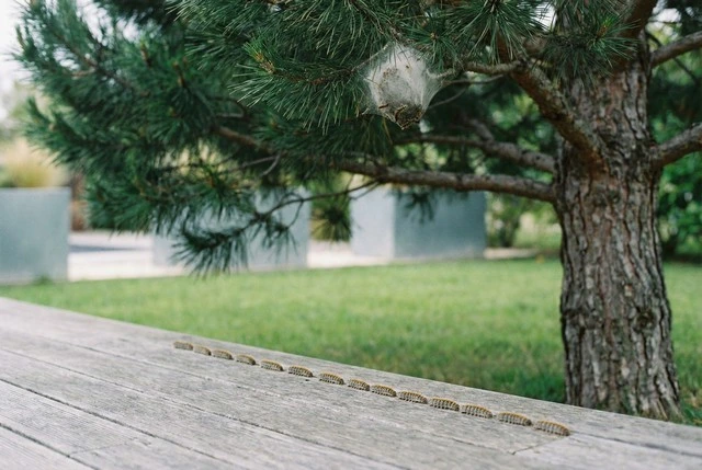Désinsectisation Chenilles dans l'Yonne 89 : Entreprise agréée