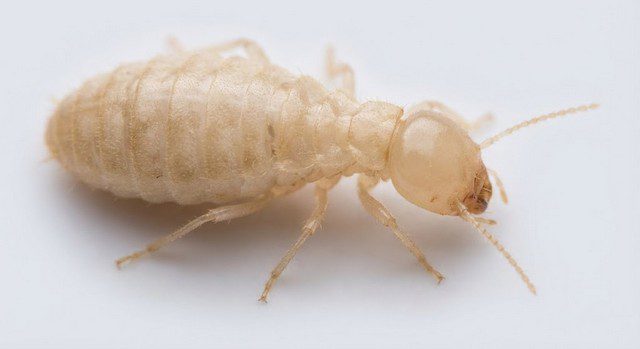 Termite ouvrier en plan macro