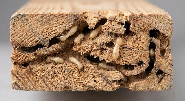 Termites visibles dans une poutre en bois creusée, galeries internes et bois fragilisé