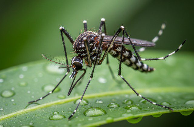 moustique Aedes