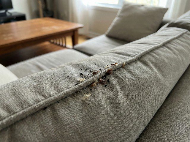 À quel moment demander un traitement professionnel - signes et indices qui ne trompent pas