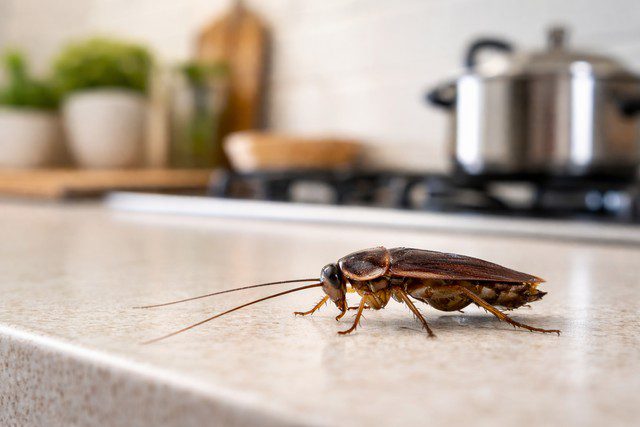 Cafard sur le comptoir de cuisine