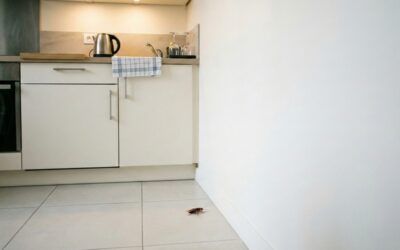 Cafards dans une maison propre : causes, signes, réactions utiles