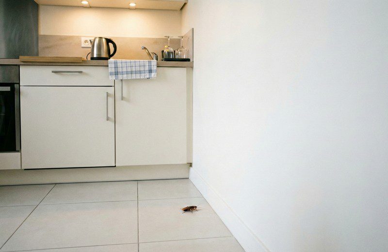 Cafards dans une maison propre – causes, signes, réactions utiles Cafards dans une maison propre - causes, signes, réactions utiles