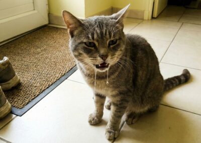 Chat qui bave beaucoup après une sortie au jardin au printemps, suspicion de contact avec des chenilles processionnaires.