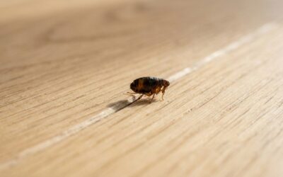 Puces de parquet : pourquoi ça s’installe au sol et comment s’en débarrasser