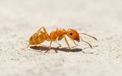 Fourmi électrique : un insecte minuscule, un risque majeur