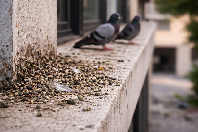 Infestation de pigeons sur le balcon