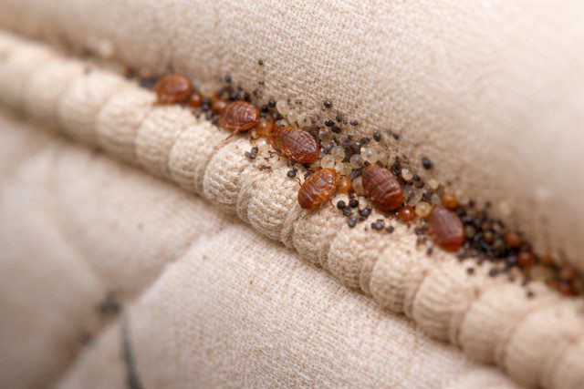 Infestation de punaises de lit