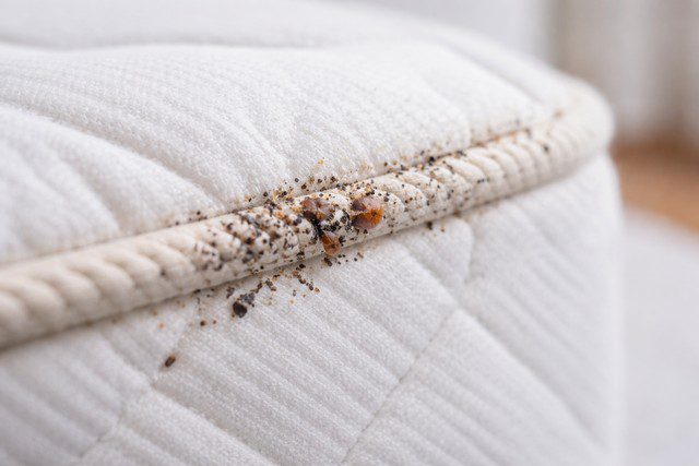 Infestation précoce de punaises de lit sur matelas blanc