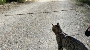 Chenille processionnaire : risque mortel pour le chat – comment réagir