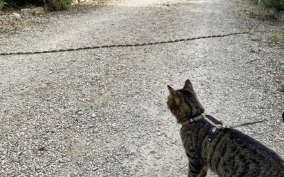 Chenille processionnaire : risque mortel pour le chat – comment réagir