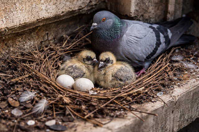 Nid de pigeon sur corniche vieillie