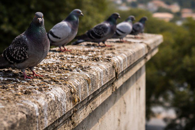 Pigeon sur corniche sale en gros plan