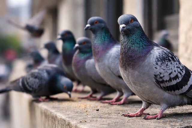 Pigeons sur un rebord urbain