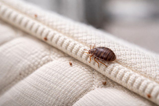 Punaises de lit sur matelas