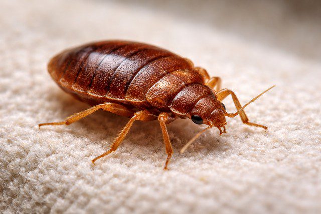 Punaises de lit sur tissu clair