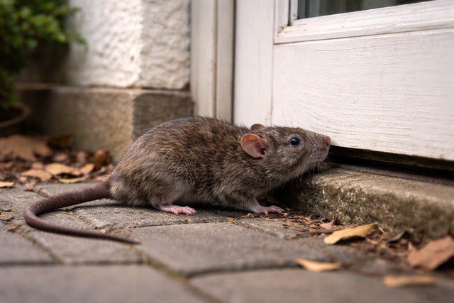 Rat curieuse sous la porte vieillie