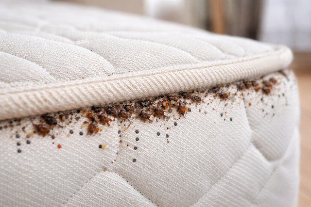 Signe d'infestation de punaises de lit sur un matelas Signe d'infestation de punaises de lit sur un matelas