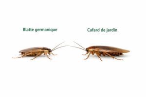 Blatte germanique ou cafard de jardin ? Comment les différencier vite