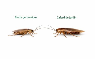 Blatte germanique ou cafard de jardin ? Comment les différencier vite