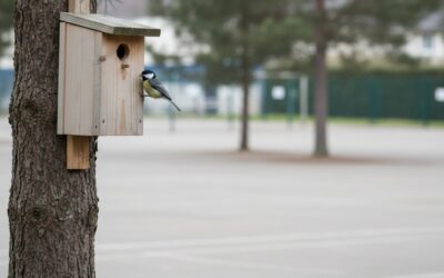 Saint-Marcel installe six nichoirs autour des écoles : le pari mésanges face aux processionnaires
