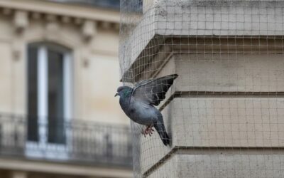 Sous le métro aérien, un filet anti-pigeons devient un piège : l’épisode Dupleix–Bir-Hakeim