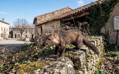 Fouine nuisible ou protégée en France ? Statut légal, ESOD et règles d&rsquo;intervention en 2026