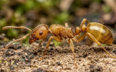 Fourmis électriques dans le Var : un troisième foyer découvert, l’alerte change d’échelle