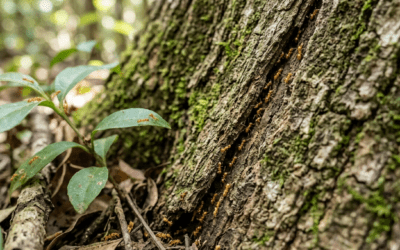 Dans le Var, la fourmi électrique pousse les autorités à durcir leur stratégie