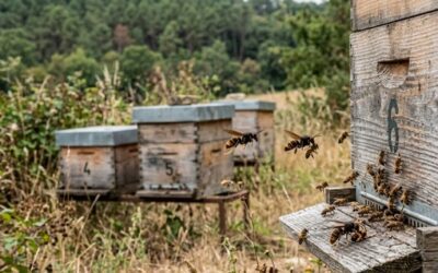 Pontivy face au frelon asiatique : des pièges distribués gratuitement aux habitants
