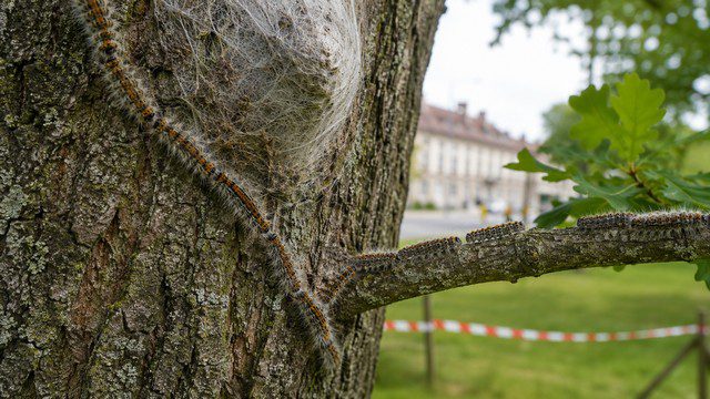 Chenilles processionnaires alignées sur le tronc et une branche d’un chêne dans un espace public à Rambouillet