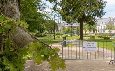 Chenilles processionnaires à Rambouillet : la ville fait face à une prolifération plus importante que les années précédentes