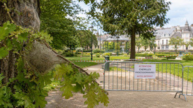 Nid de chenilles processionnaires sur un chêne dans un parc de Rambouillet avec barrière de sécurité et accès interdit