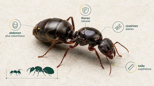 Reine de fourmis vue de près avec abdomen volumineux, thorax robuste et cicatrices alaires visibles après le vol nuptial Reine de fourmis vue de près avec abdomen volumineux, thorax robuste et cicatrices alaires visibles après le vol nuptial