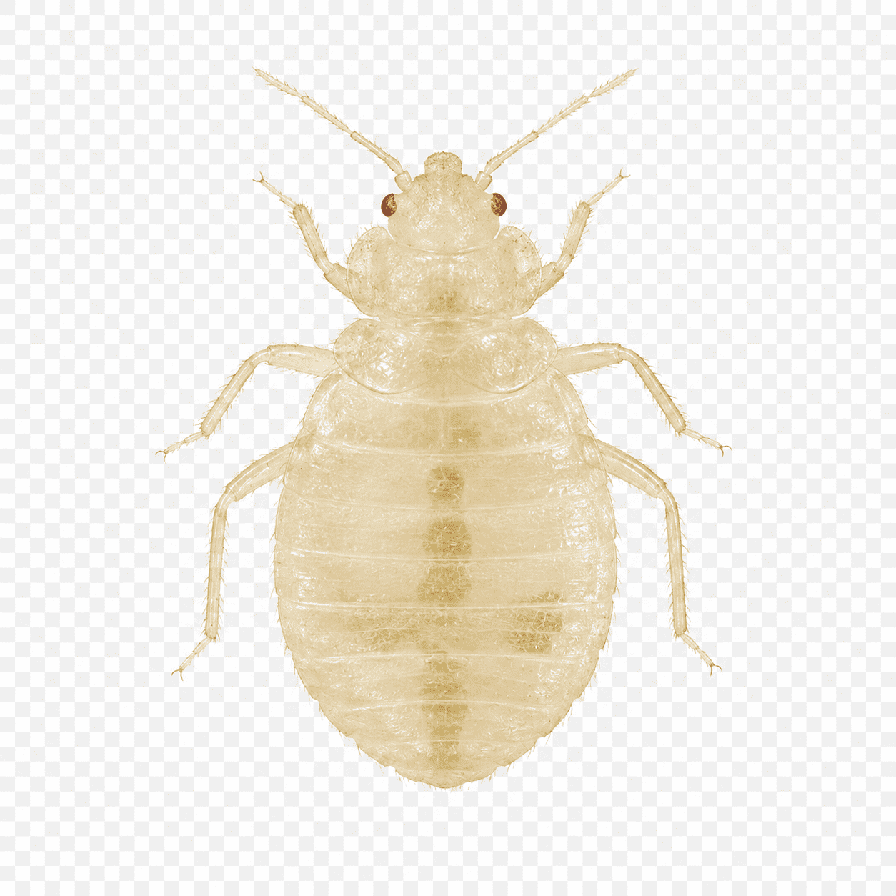 Jeune punaise de lit translucide à jeun vue de dessus