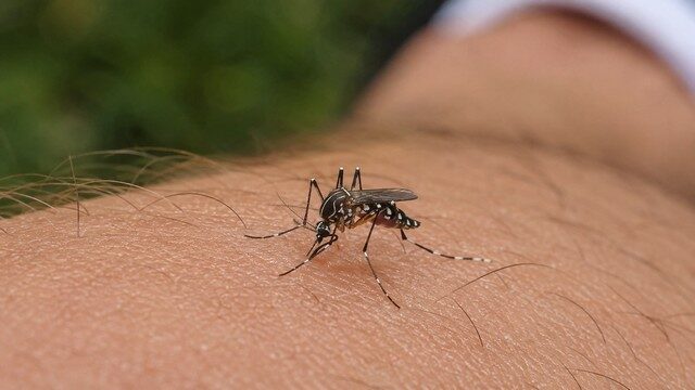 Moustique tigre sur la peau humaine