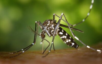 Chikungunya à Castres : pourquoi le moustique tigre a déclenché une intervention nocturne ?