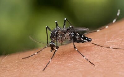 Moustique tigre en PACA : pourquoi le bilan 2025 change la surveillance sanitaire en 2026