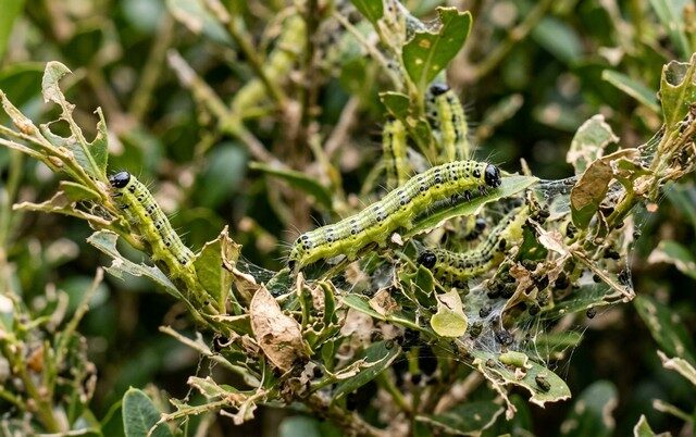 Infestation de pyrales du buis