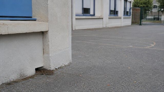 rat dans la cour d'une école