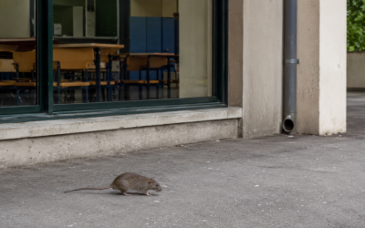 À Rouen, un enfant de 6 ans mordu par un rat dans la cour de son école