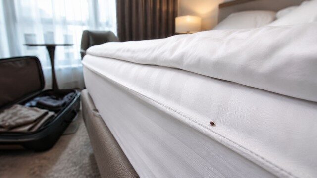 Chambre d'hôtel moderne infestée de punaises de lit