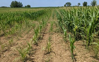 150 000 hectares de maïs touchés : la mouche géomyza inquiète les agriculteurs de l’Ouest