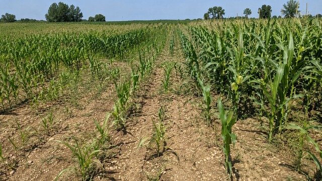 Champ de maïs touchés par la mouche géomyza