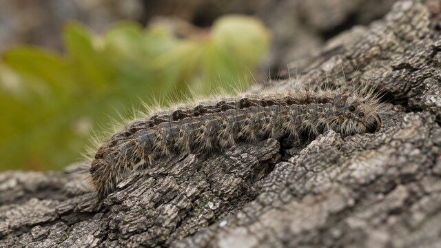 Chenille sur l'écorce d'arbre Chenille sur l'écorce d'arbre