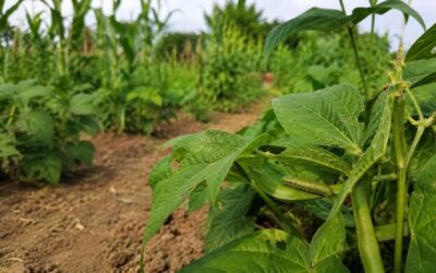 Haricots, tomates, maïs : des chenilles ravageuses inquiètent les filières de légumes