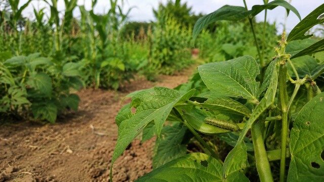 Chenille sur plante de haricot