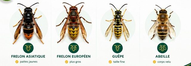 Comparatif du frelon asiatique, du frelon européen, de la guêpe et de l’abeille pour reconnaître chaque espèce.