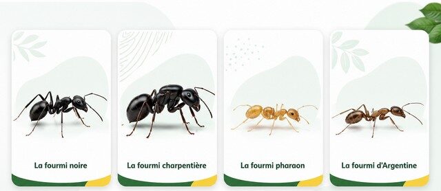Espèces de fourmis